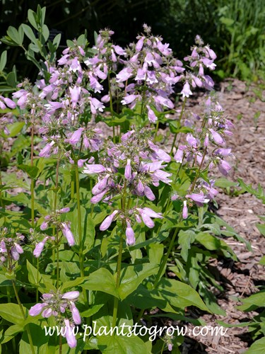 Pink Dawn Penstemon (Penstemon digitalis)